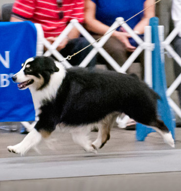Remi in the show ring