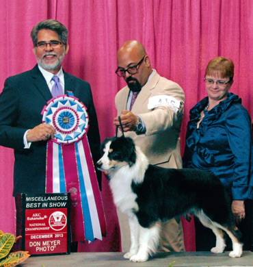 Remi Wins Miscellaneous Best in Show at AKC/Eukanuba 2013