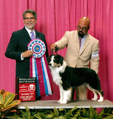 Remi Wins Miscellaneous Best in Show at AKC/Eukanuba 2013