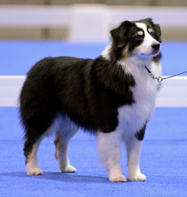 Remi Award of Merit at Eukanuba