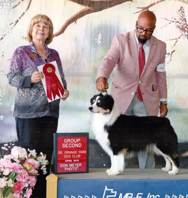 Remi earns Group 2 at Greater Orange Park Dog Club