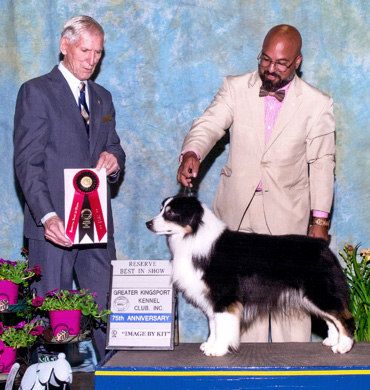 Remi earns Reserve Best in Show at Greater Kingsport Kennel Club
