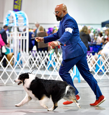 Remi earns a herding group win in Perry, GA
