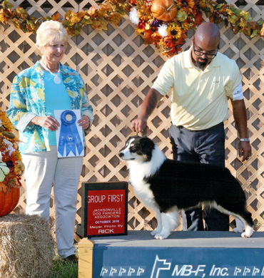 Remi earns Group 1 win #12 at Jacksonville Dog Fanciers Association