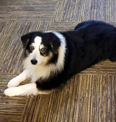 Remi at 10 years old enjoying his retirement.