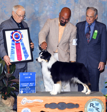 Remi becomes the only BIS male Miniature American Shepherd in AKC breed history