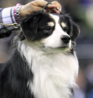 Remi showing during the Herding Group at Westminster Kennel Club