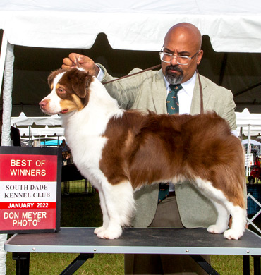 Ruckus earns Best of Winners at the South Dade Kennel Club