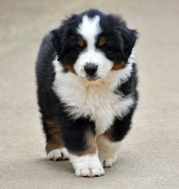Sawyer as a puppy
