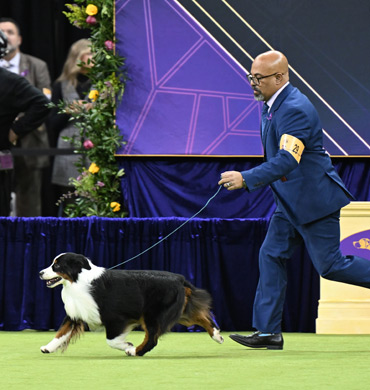 Sawyer's movement at the 150th anniversary Westminster Kennel Club