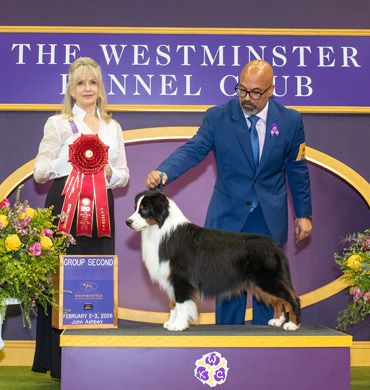 Sawyer earns Group 2 at the Westminster Kennel Club show
