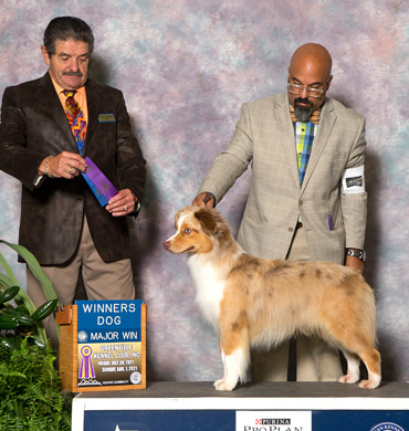 Storm earns a Major Win at the Greenville Kennel Club