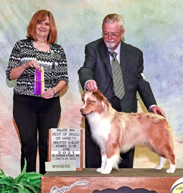 Storm wins Best of Breed at the Greater Shelby Kennel Club