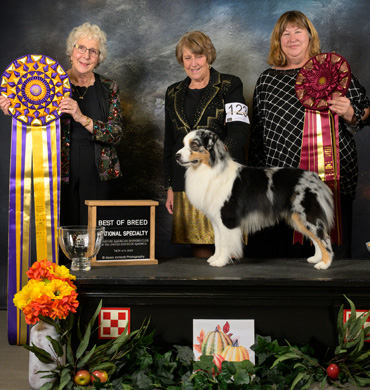 Xander wins the Best of Breed and Best Owner Handler at the 2023 MASCUSA National Specialty